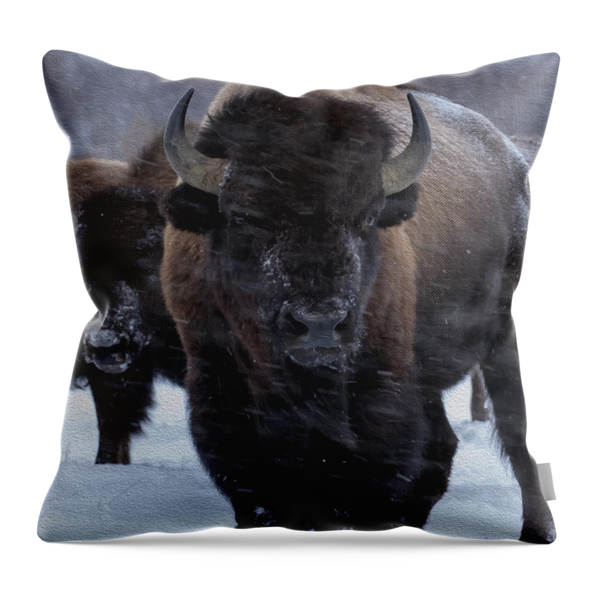 Buffalo Throw Pillow featuring the photograph Boss Man by Wildlife Fine Art