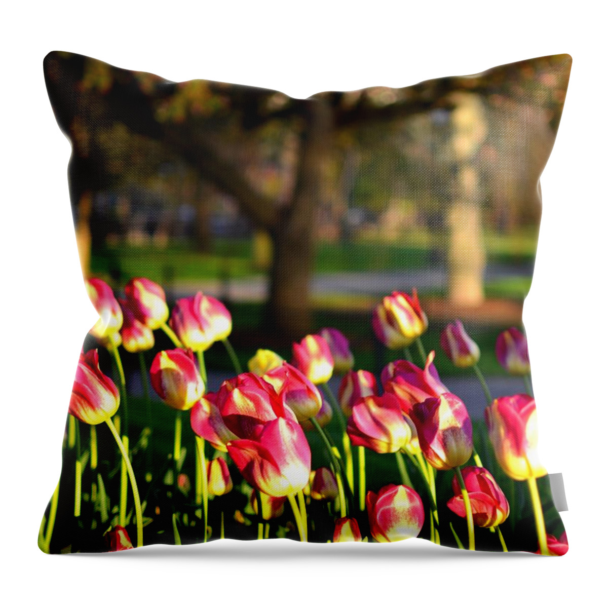 Boston Throw Pillow featuring the photograph Boston Public Garden Tulips by Toby McGuire
