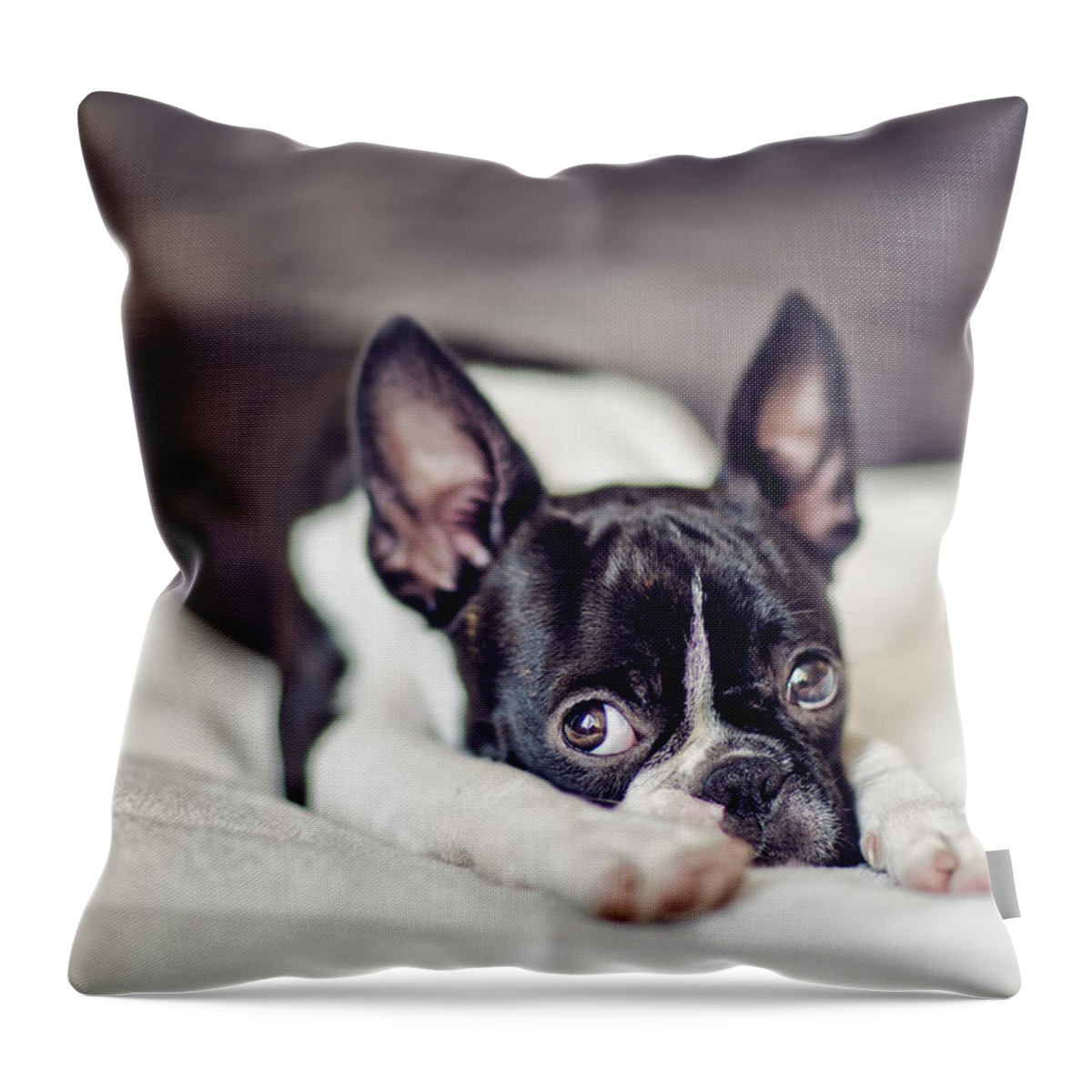 Boston Terrier Throw Pillow featuring the photograph Fina by Nailia Schwarz