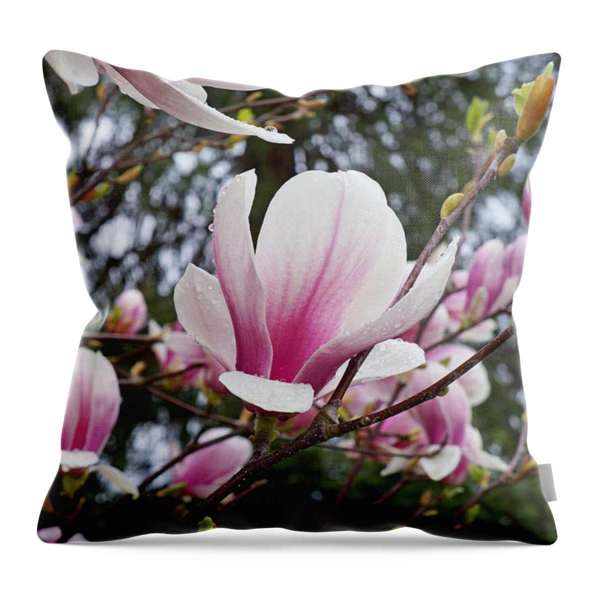 Magnolia Throw Pillow featuring the photograph Botanical Tree Pink White Magnolia Flowers by Patti Baslee