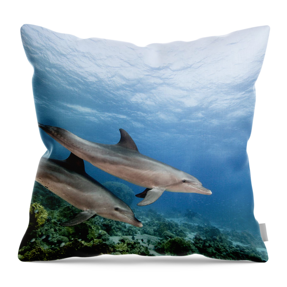 Nis Throw Pillow featuring the photograph Bottlenose Dolphins Swimming Over Reef by Dray van Beeck