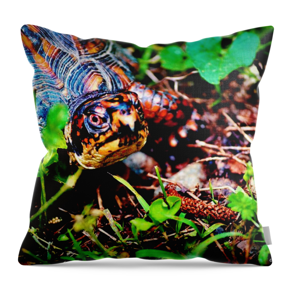 Turtle Throw Pillow featuring the photograph Box Turtle by Tara Potts
