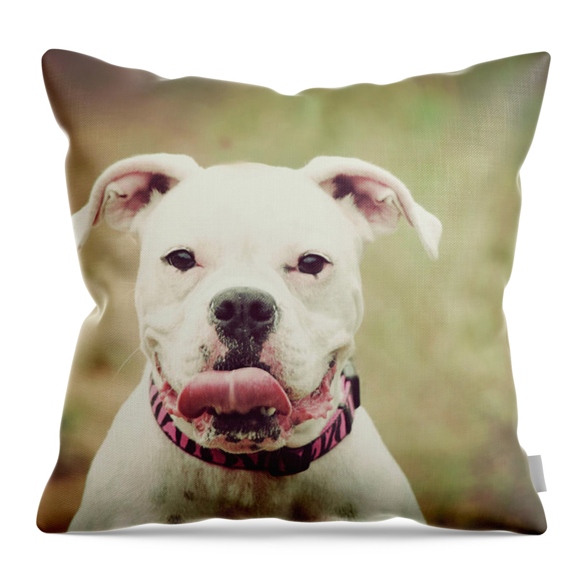Pets Throw Pillow featuring the photograph Boxer by Loudmouth Photography