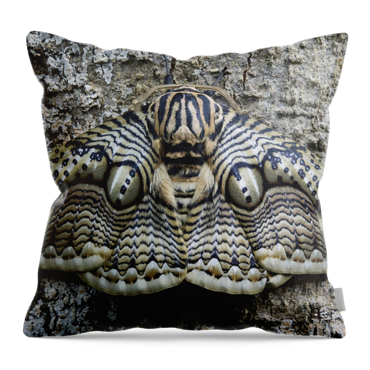 Feb0514 Throw Pillow featuring the photograph Brahmin Moth Camouflaged Philippines by Ch'ien Lee