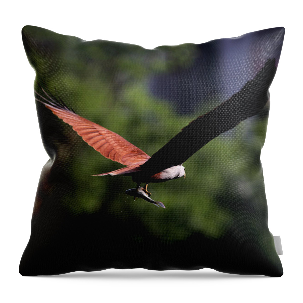 Brahminy Kite Throw Pillow featuring the photograph Brahminy Kite With Catch by Ramabhadran Thirupattur