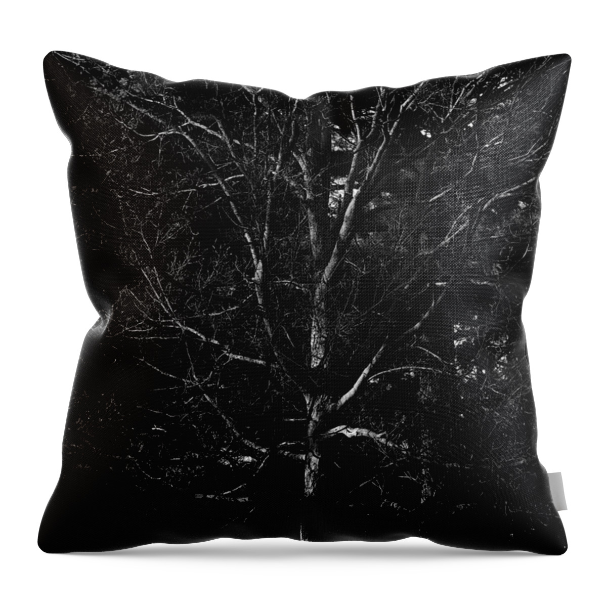 Branches Throw Pillow featuring the photograph Branch Patterns by Frank J Casella