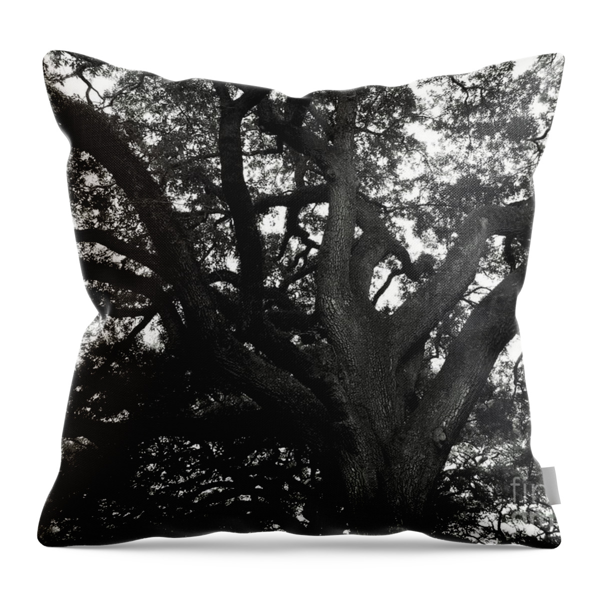 Season Throw Pillow featuring the photograph Branches of life by Andrea Anderegg