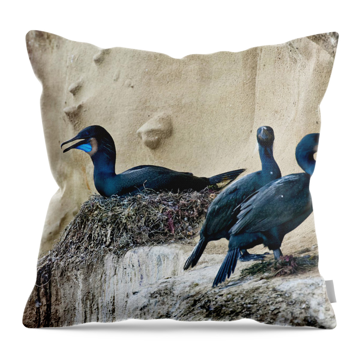 Brandt Throw Pillow featuring the photograph Brandts Cormorant Nesting On Cliff by Anthony Mercieca