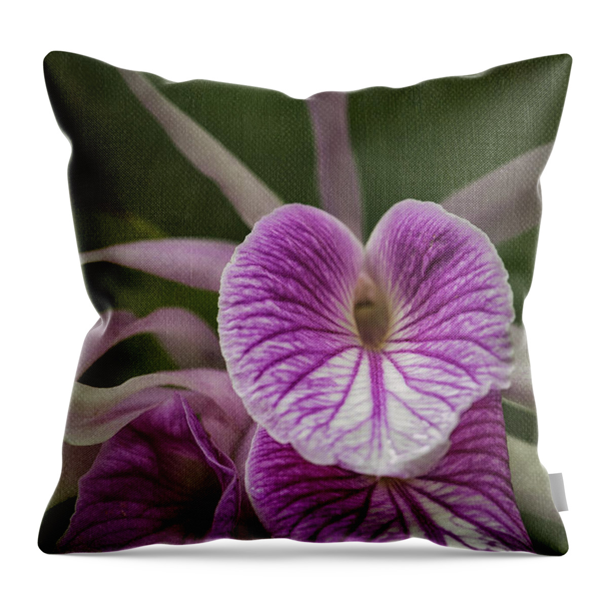 Orchid Throw Pillow featuring the photograph Brassocattleya Morning Glory by Fran Gallogly