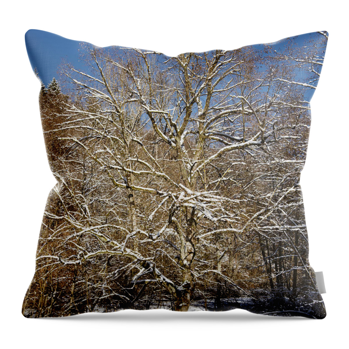 Winter Throw Pillow featuring the photograph Break under a large tree - sunny winter day by Matthias Hauser