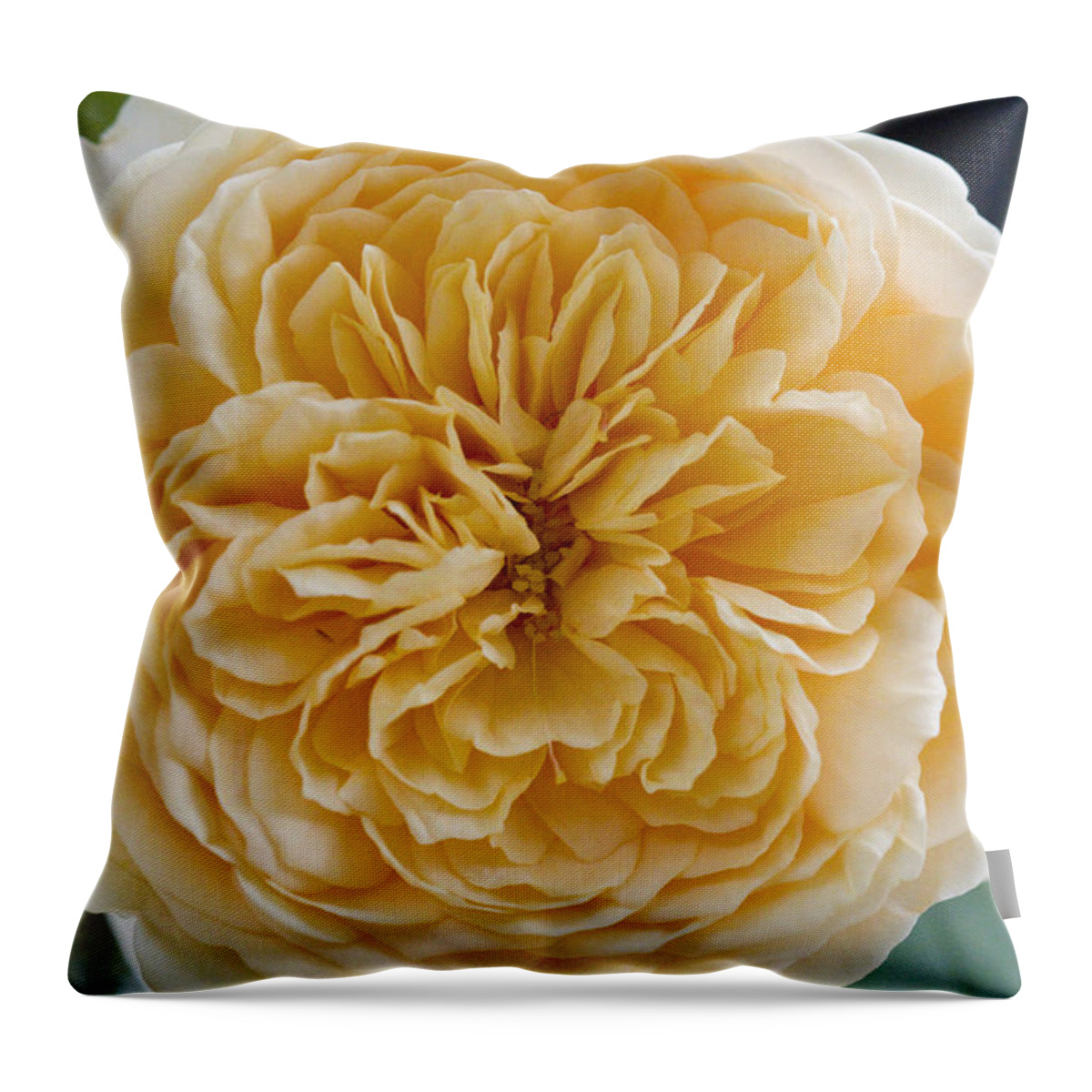Rose Photographs Throw Pillow featuring the photograph Brenda's Garden I by Vernis Maxwell