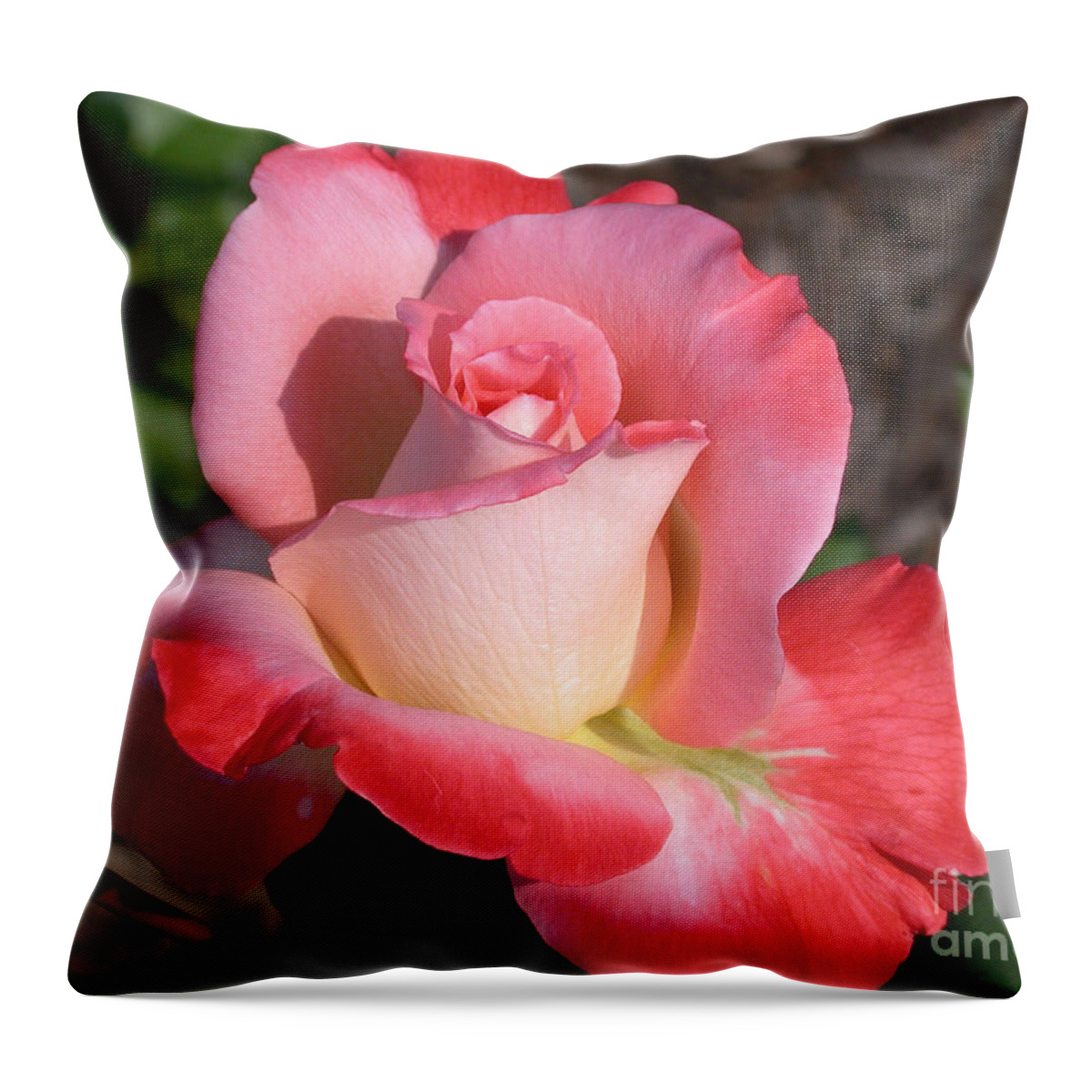 Brigadoon Rose Throw Pillow featuring the photograph Brigadoon Rose by Living Color Photography Lorraine Lynch