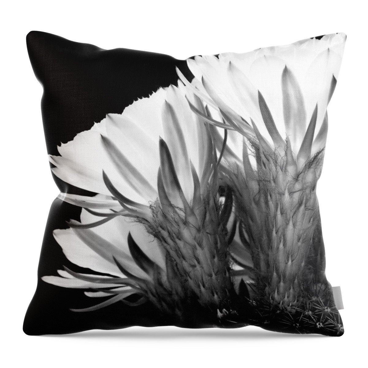 Cacti Throw Pillow featuring the photograph Brilliant Blossoms Diptych Left by Kelley King