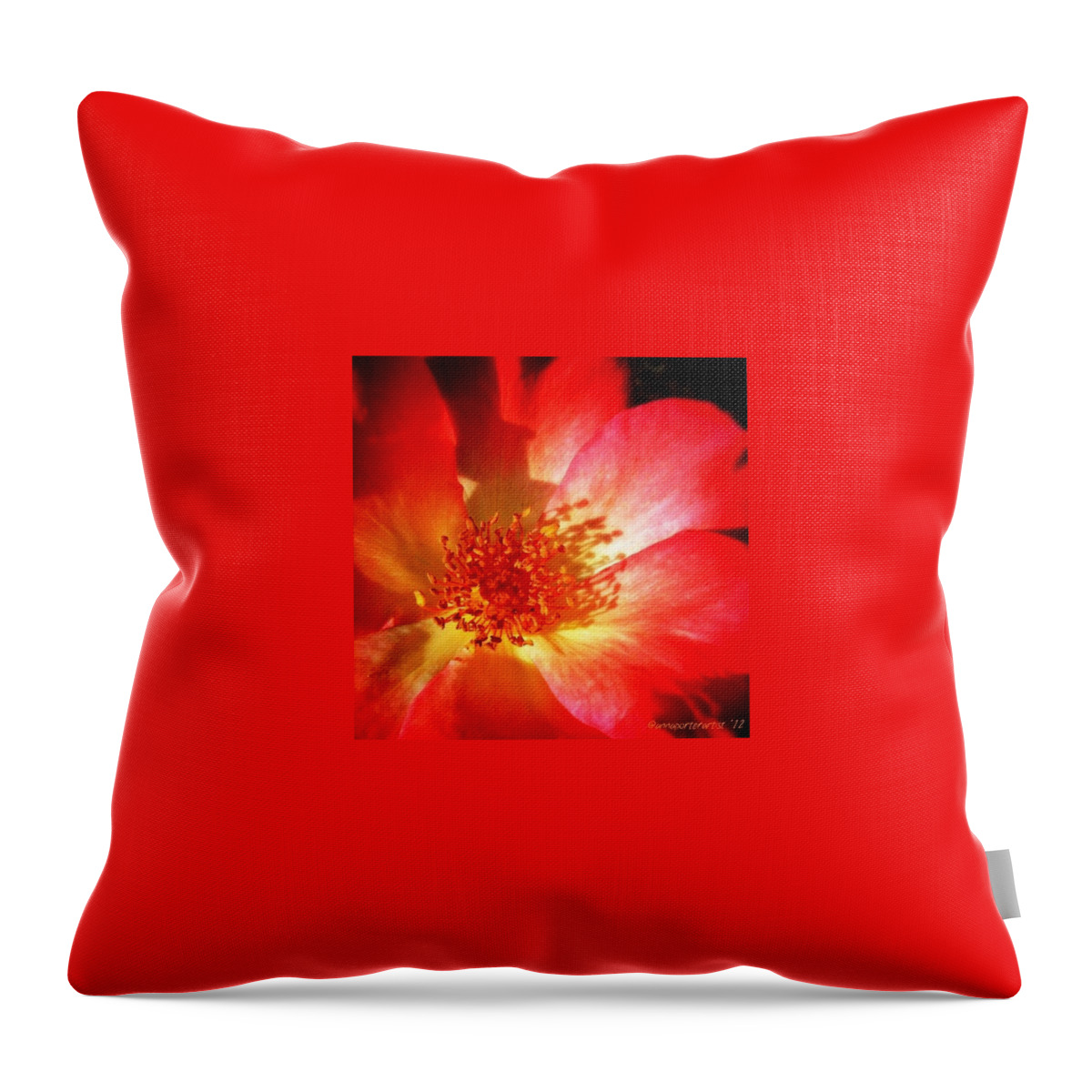 Flower Throw Pillow featuring the photograph Brilliant Summer Rose by Anna Porter