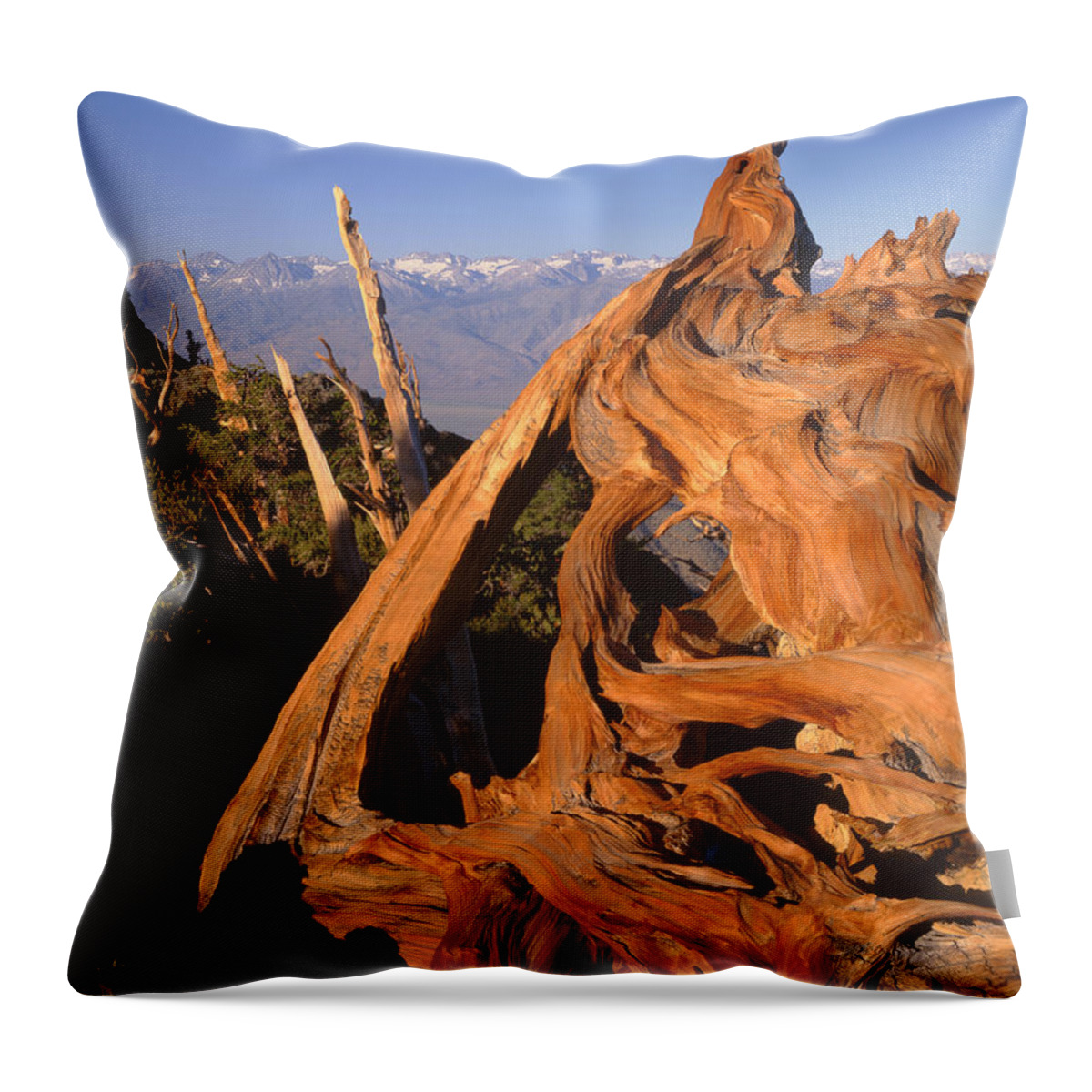 Bristlecone Pine Throw Pillow featuring the photograph 1N6952-Bristlecone Pine and the Palisades by Ed Cooper Photography