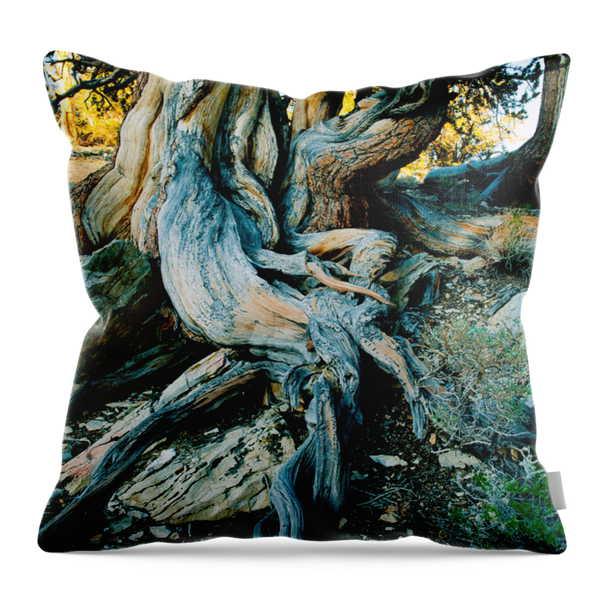 Photography Throw Pillow featuring the photograph Bristlecone Pine Grove At Ancient by Panoramic Images