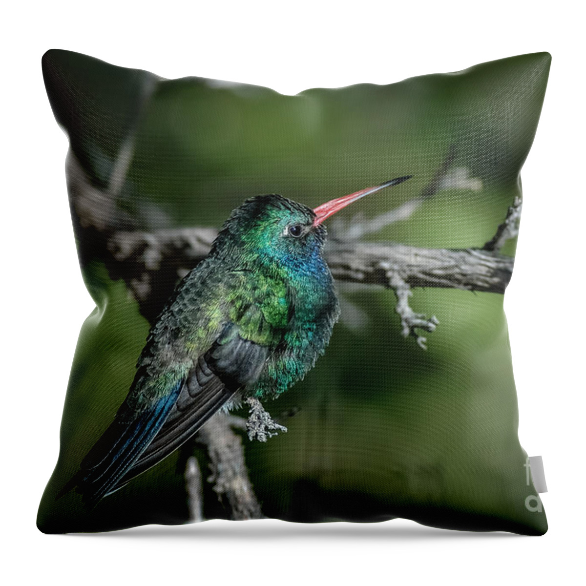 Al Andersen Throw Pillow featuring the photograph Broad-billed Hummingbird by Al Andersen