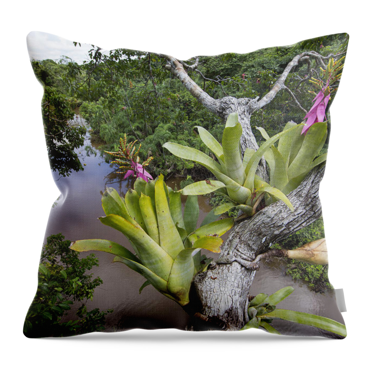 Cyril Ruoso Throw Pillow featuring the photograph Bromeliad Pair Flowering Pacaya Samiria by Cyril Ruoso