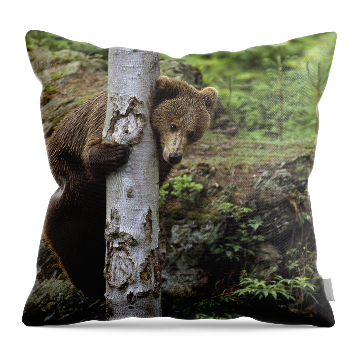 Feb0514 Throw Pillow featuring the photograph Brown Bear Adult Climbing A Tree by Konrad Wothe
