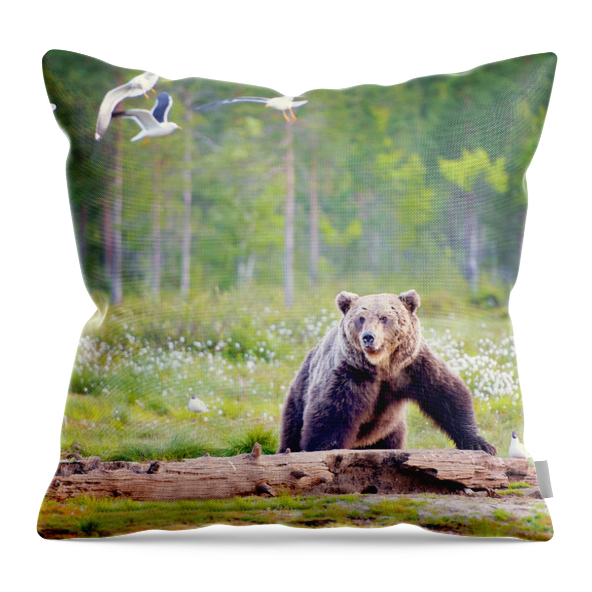 Brown Bear Throw Pillow featuring the photograph Brown Bear Looking At Seagulls In by Laurenepbath