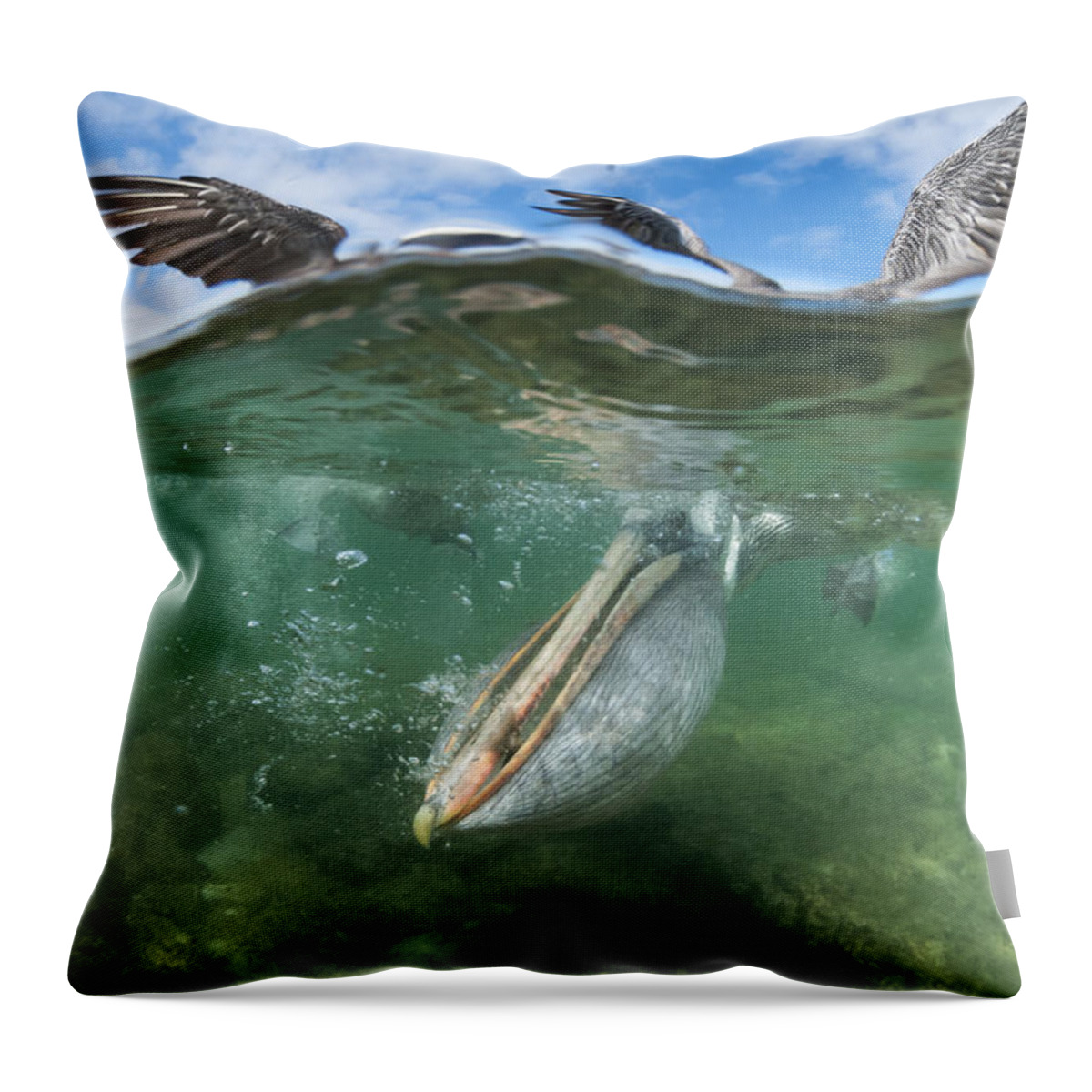 534057 Throw Pillow featuring the photograph Brown Pelican Fishing Borrero Bay by Tui De Roy
