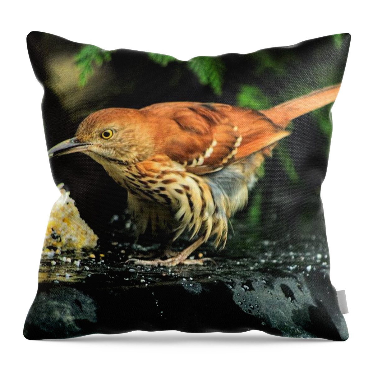 Tozostoma Rufum Throw Pillow featuring the photograph Brown Thrasher by Dennis Baswell