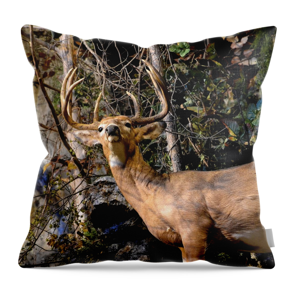 Deer Throw Pillow featuring the photograph Buck On A Ridge by Deena Stoddard
