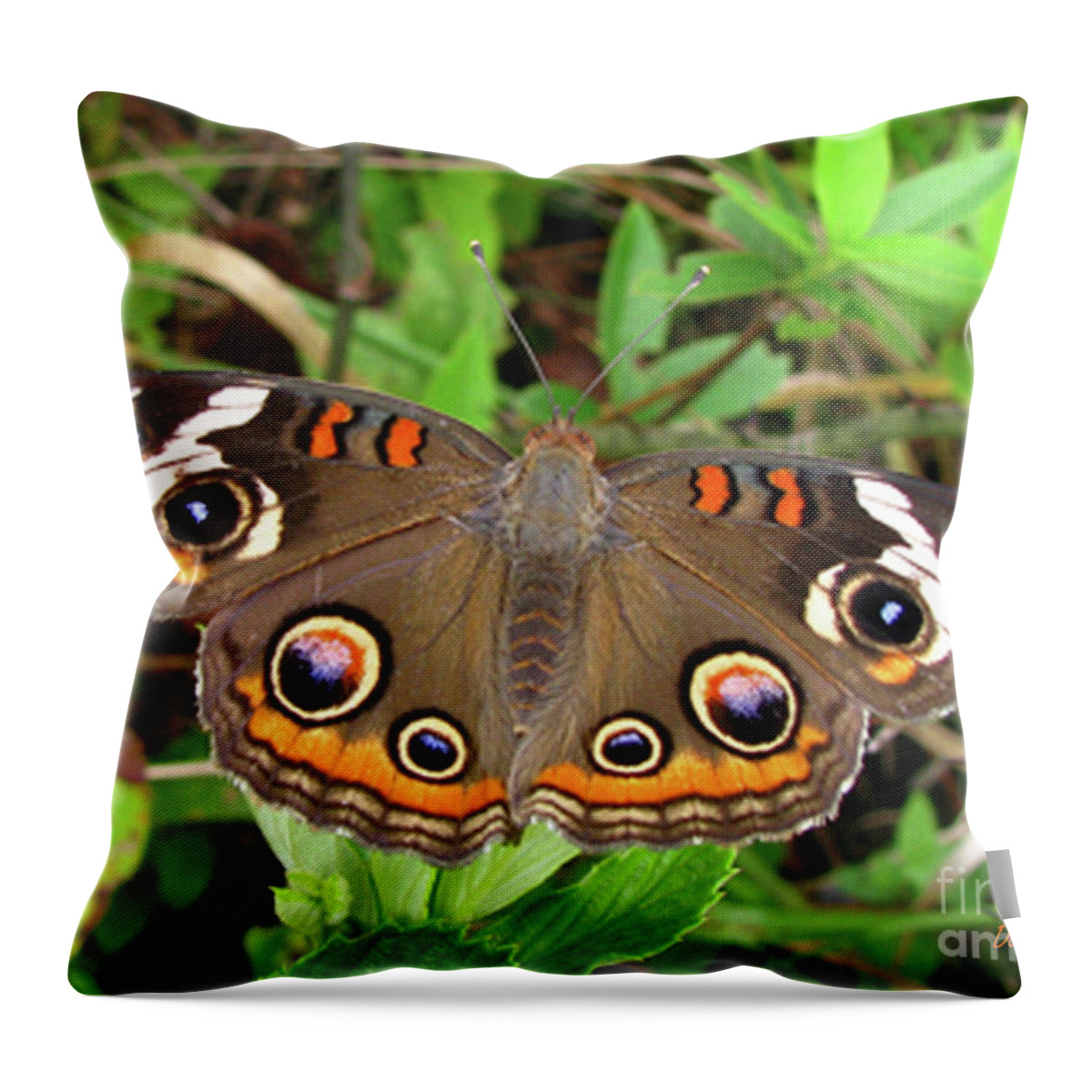 Butterfly Throw Pillow featuring the photograph Buckeye Butterfly by Donna Brown
