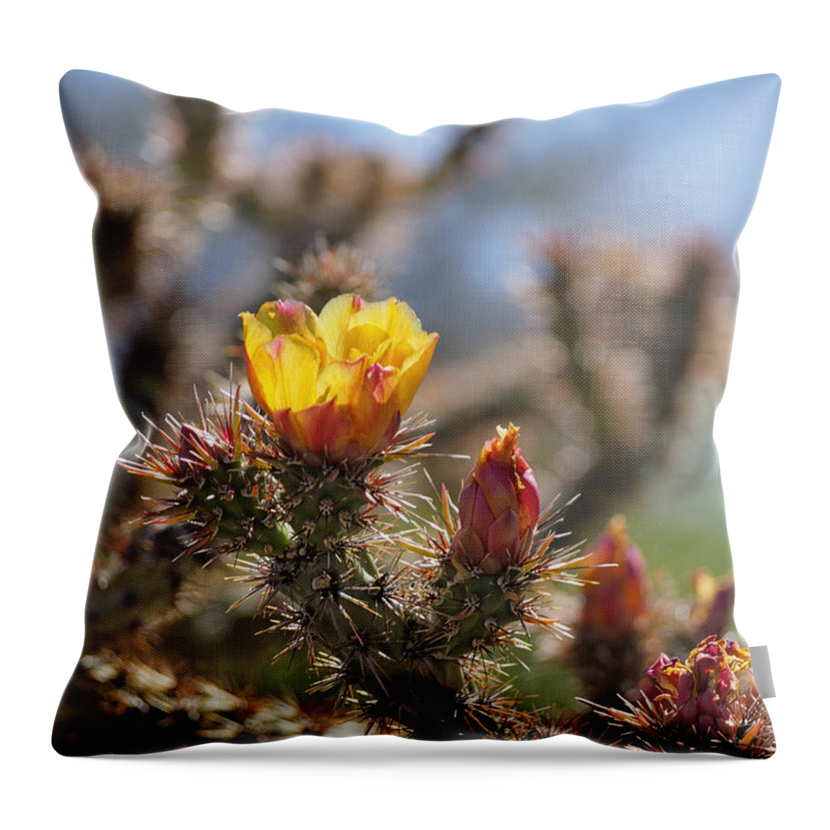 Arizona Throw Pillow featuring the photograph Buckhorn Cholla Cactus Spring Bloom by Marianne Campolongo