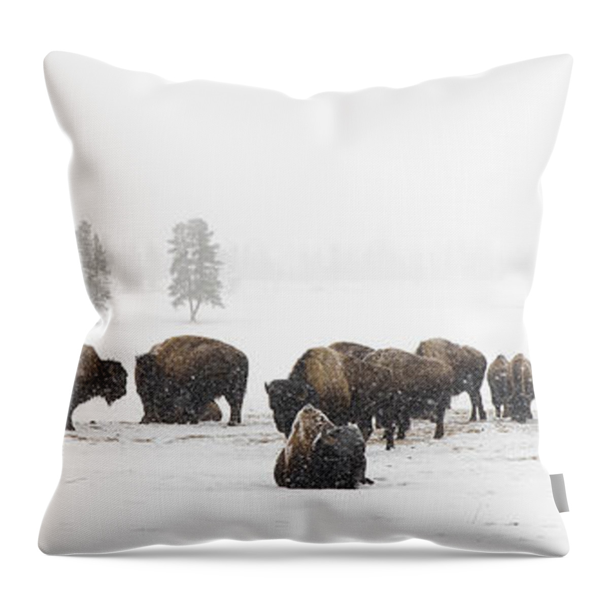 Yellowstone Throw Pillow featuring the photograph Buffalo Herd in Snow by Bill Cubitt