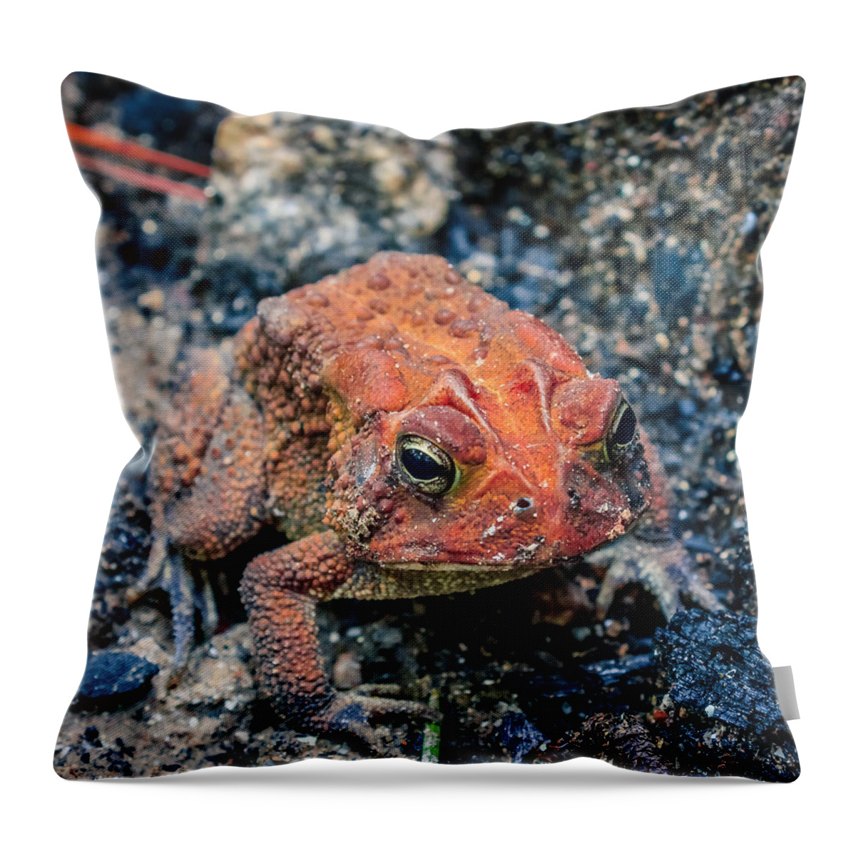 Bufo Throw Pillow featuring the photograph Bufo terrestris by Traveler's Pics