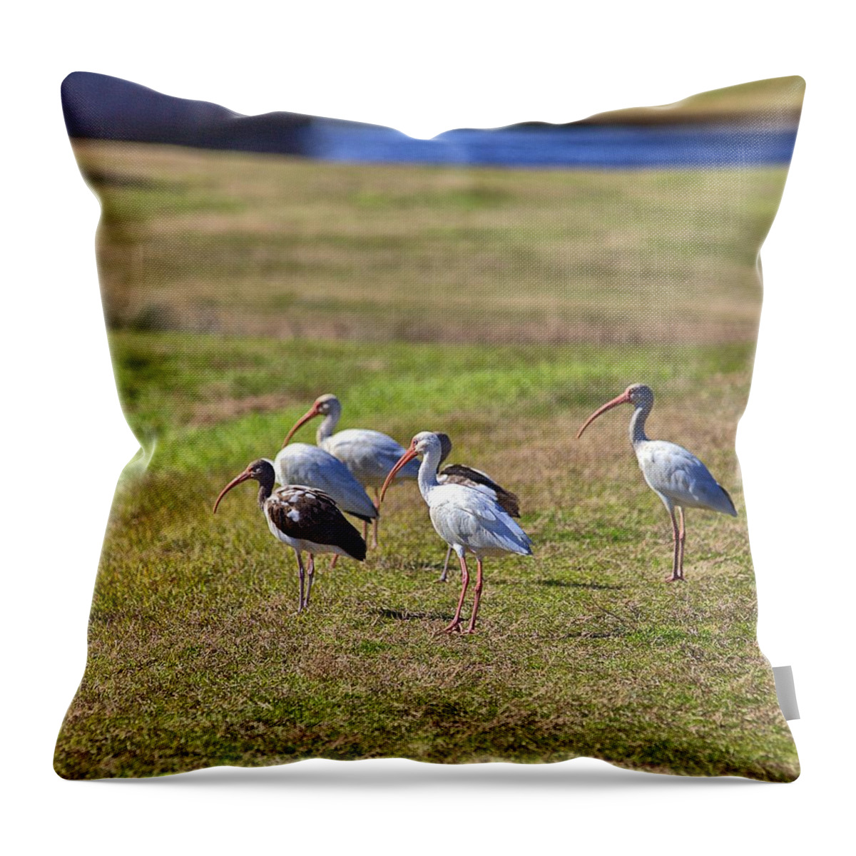 9602 Throw Pillow featuring the photograph Bug Hunting by Gordon Elwell