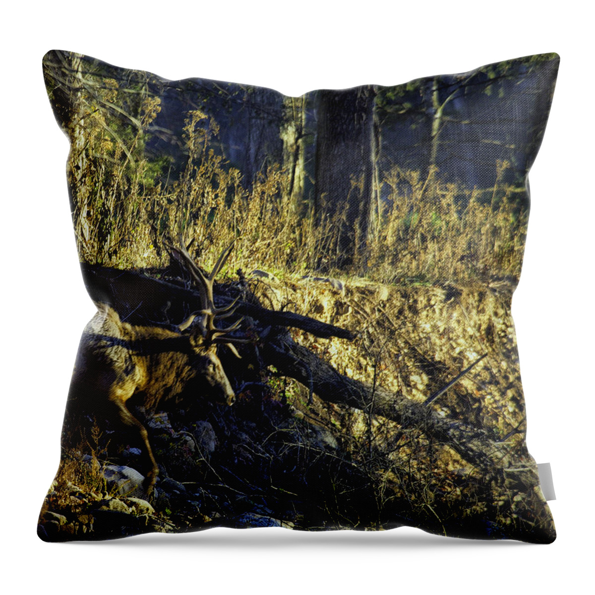 Elk Throw Pillow featuring the photograph Bull Elk Crossing a Dry Creek by Michael Dougherty