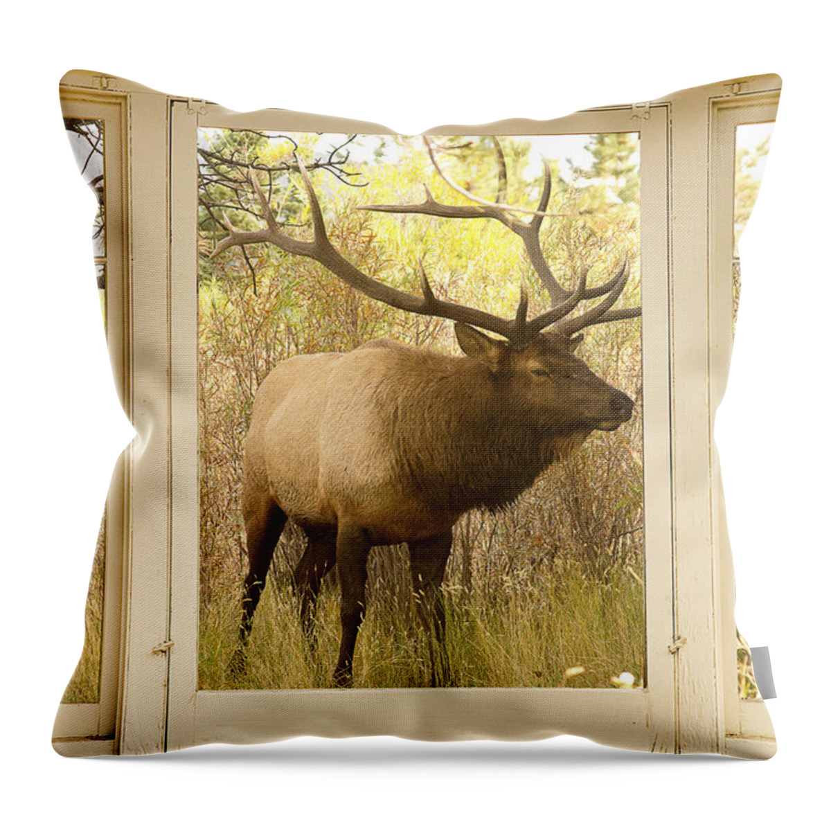 Windows Throw Pillow featuring the photograph Bull Elk Window View by James BO Insogna