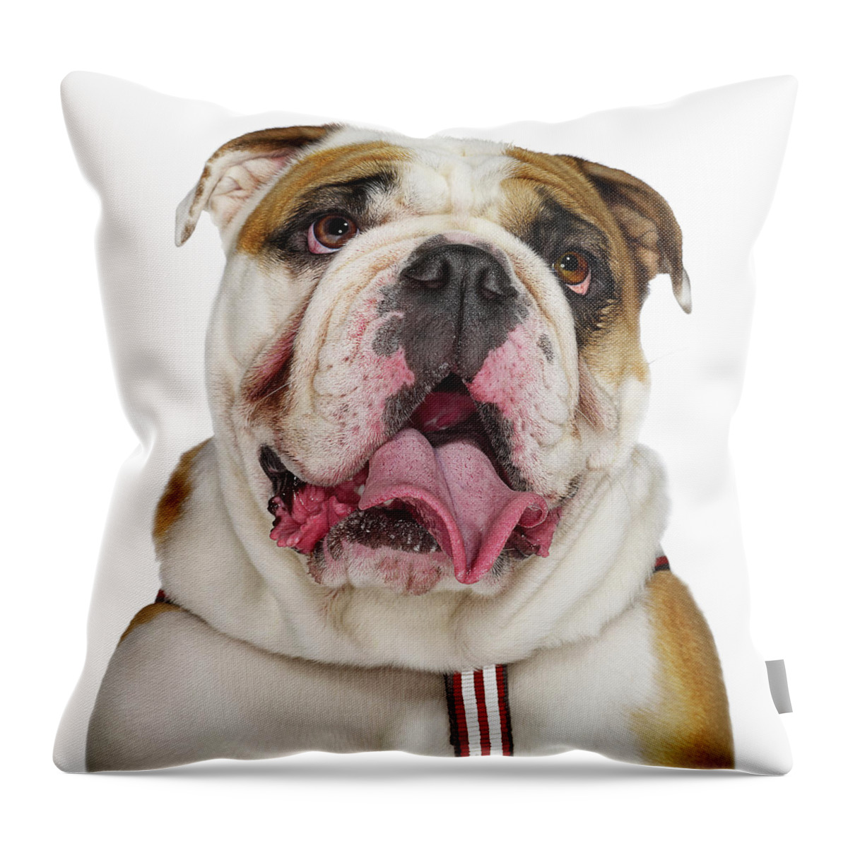 Pets Throw Pillow featuring the photograph Bulldog by Gandee Vasan