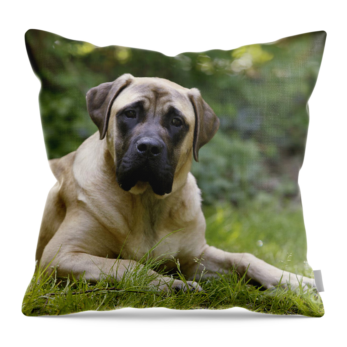 Bullmastiff Throw Pillow featuring the photograph Bullmastiff Dog by Jean-Michel Labat