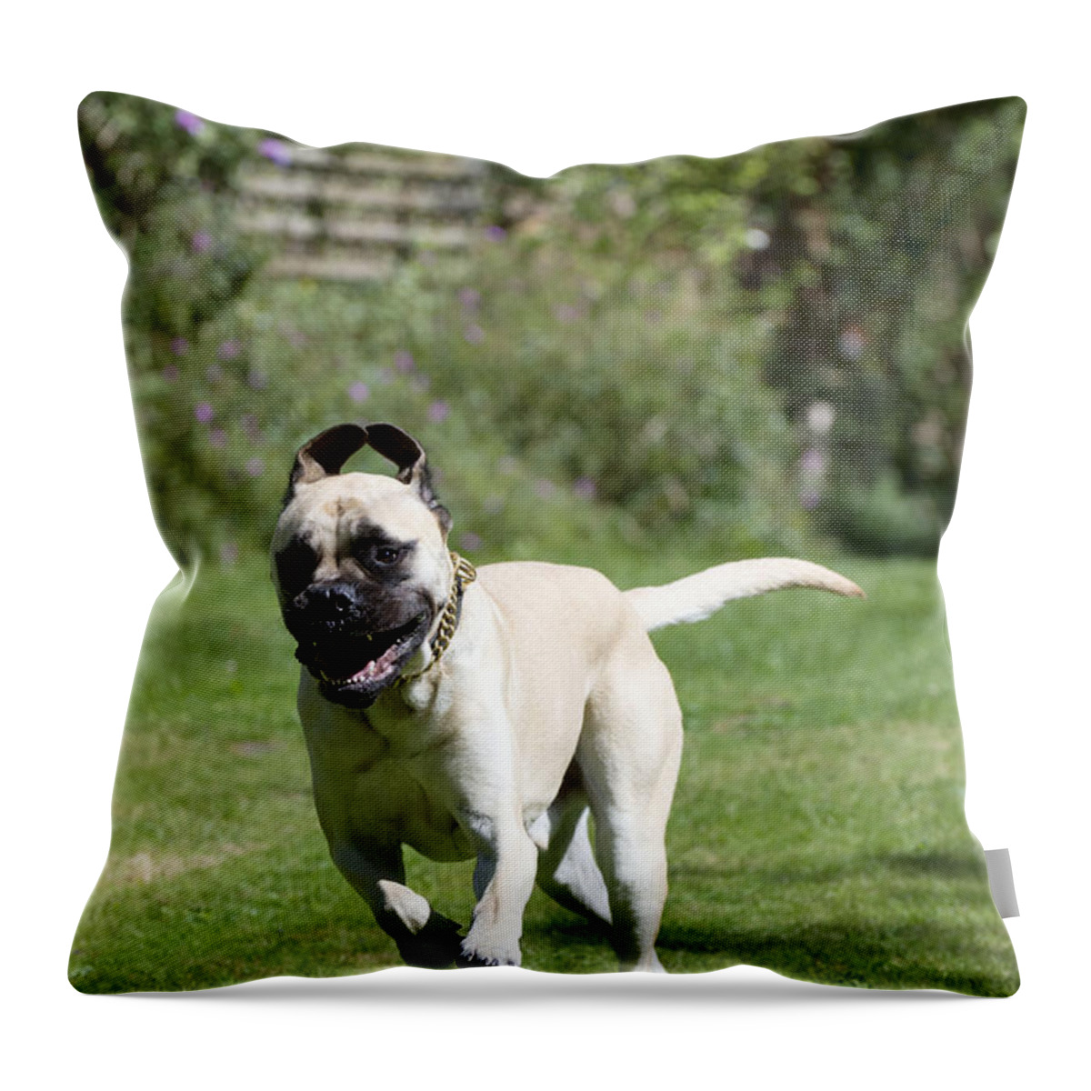Dog Throw Pillow featuring the photograph Bullmastiff Dog by John Daniels