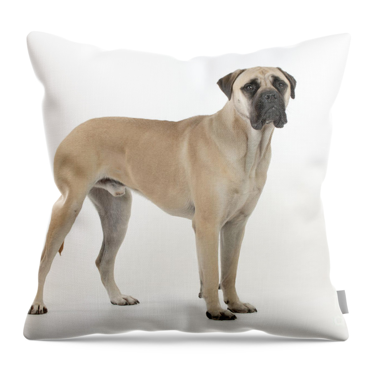 Dog Throw Pillow featuring the photograph Bullmastiff by John Daniels