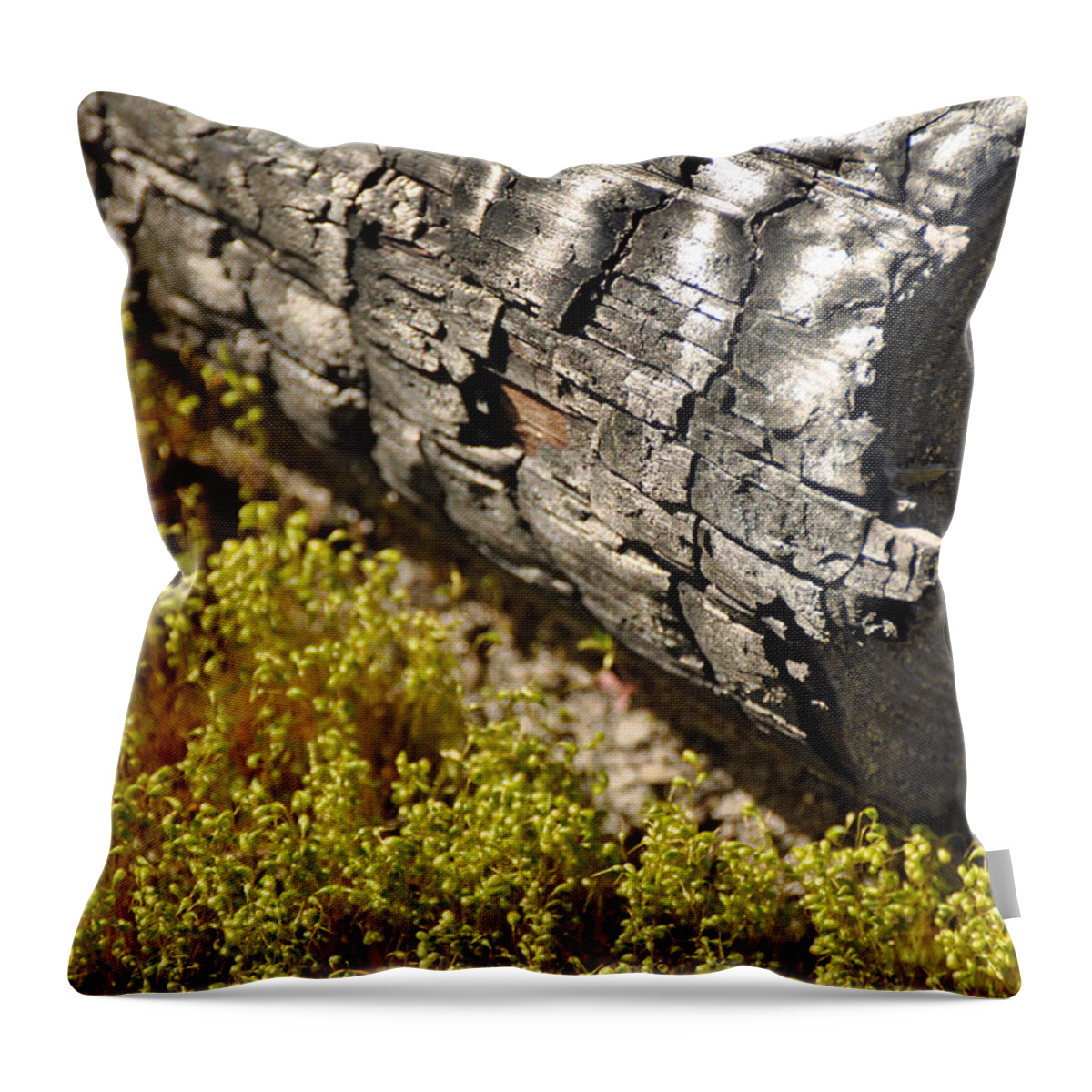 Burn Throw Pillow featuring the photograph Burned Log Yellow Grasses by Bruce Gourley