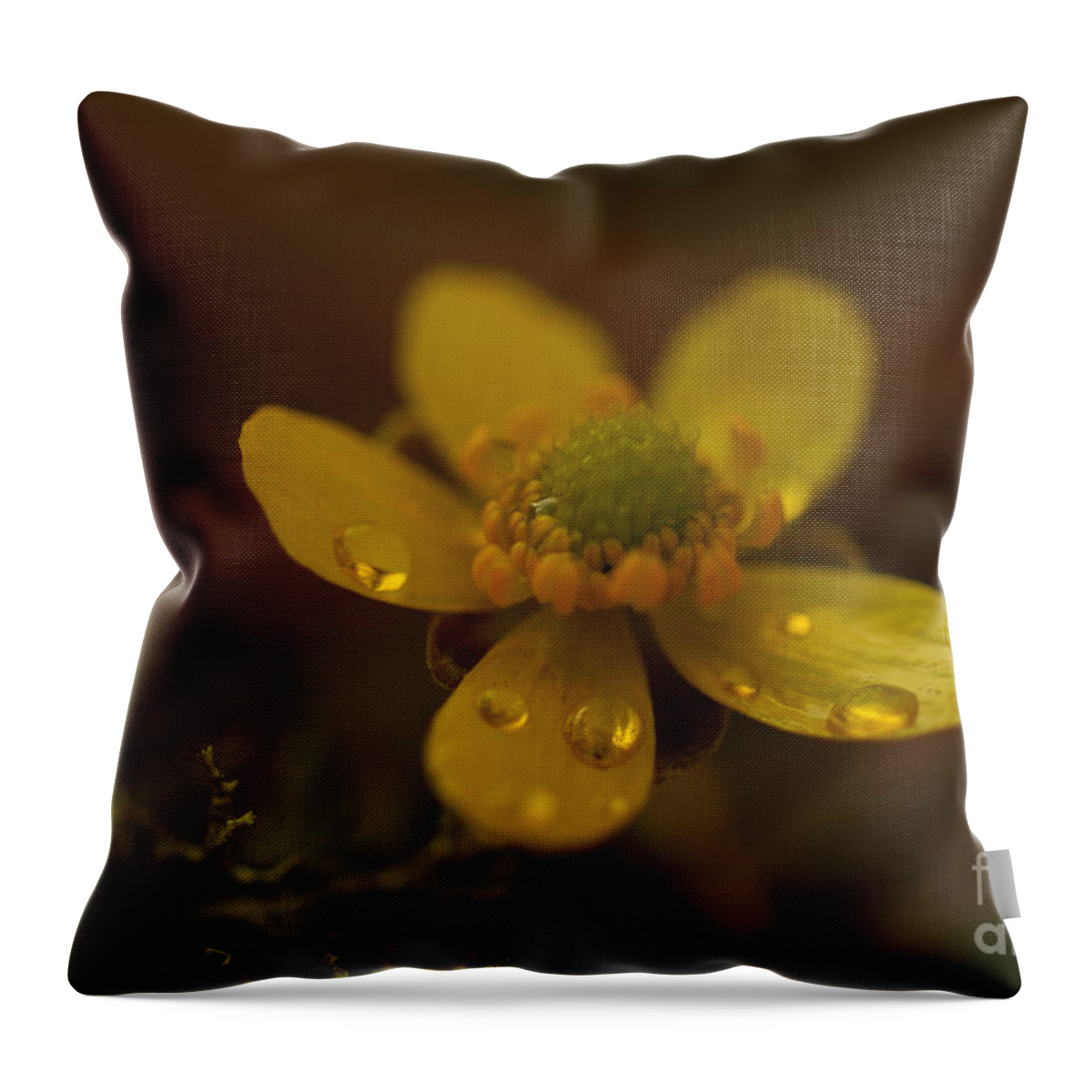 Flower Throw Pillow featuring the photograph Buttercup by Loni Collins