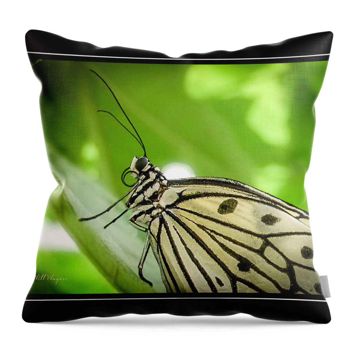 Butterfly Throw Pillow featuring the photograph Butterfly 2 by Will Wagner