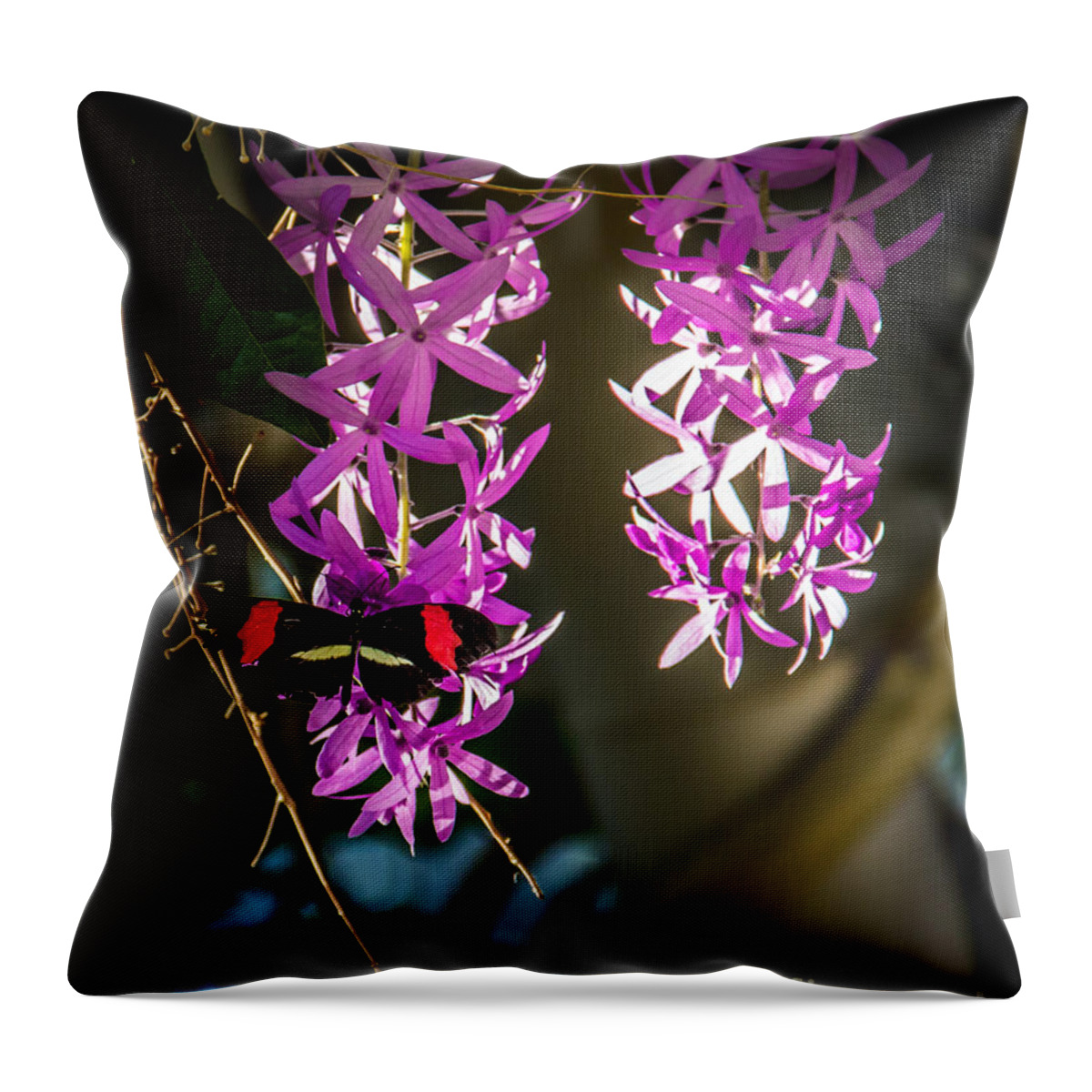 Butterfly Throw Pillow featuring the photograph Butterfly 4 by Perry Webster