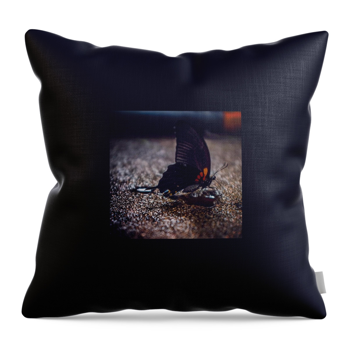 Butterfly Throw Pillow featuring the photograph Butterfly by Aleck Cartwright