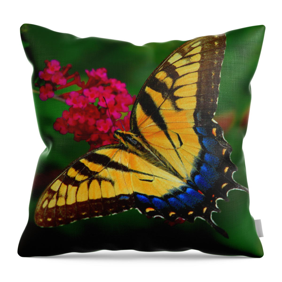 Butterfly Throw Pillow featuring the photograph Butterfly by Geraldine DeBoer