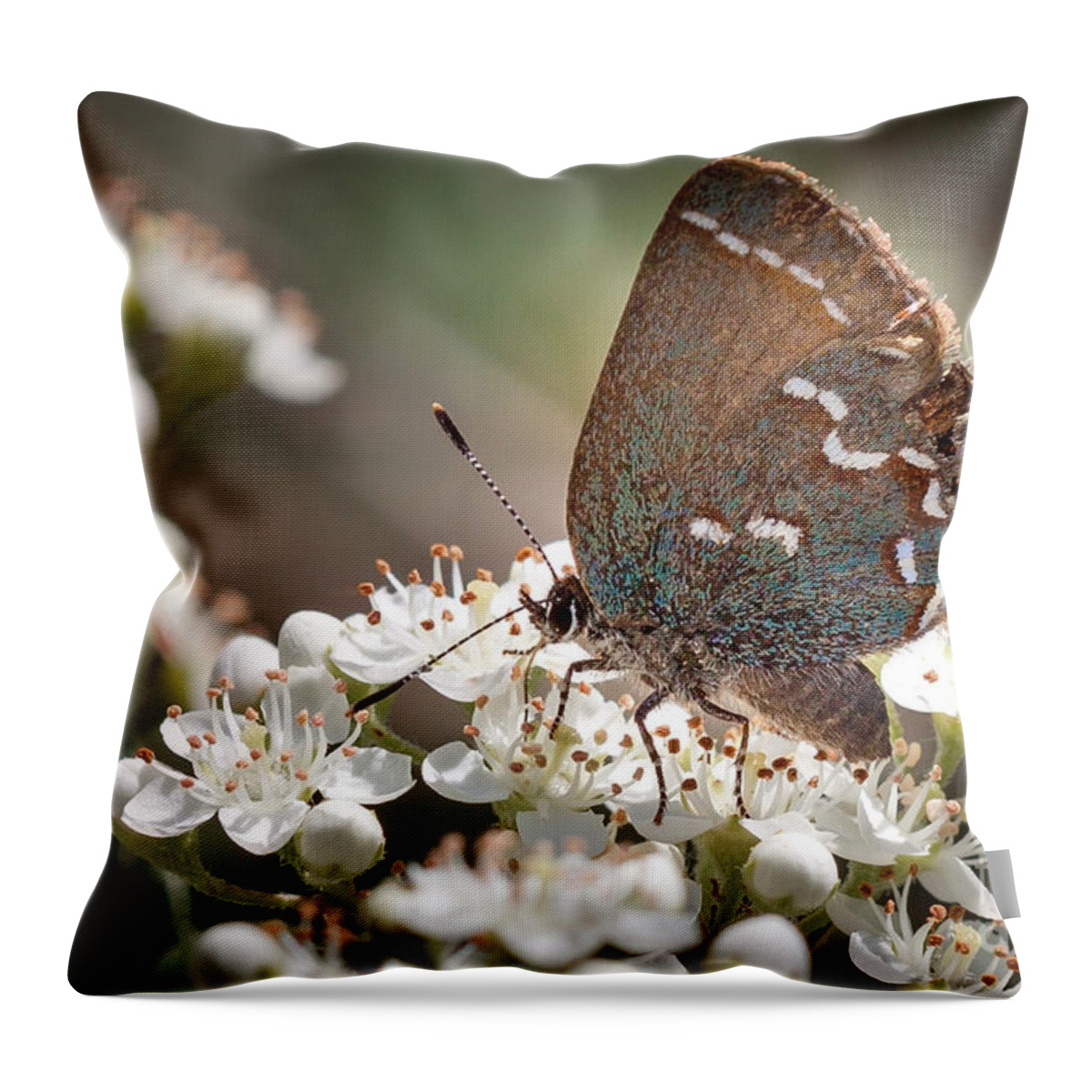 Flowers Throw Pillow featuring the photograph Butterfly In The Garden by Todd Blanchard