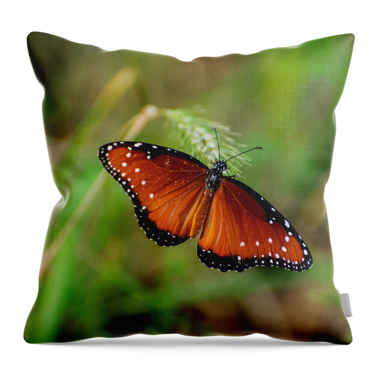 Butterfly Throw Pillow featuring the photograph Butterfly by John Johnson