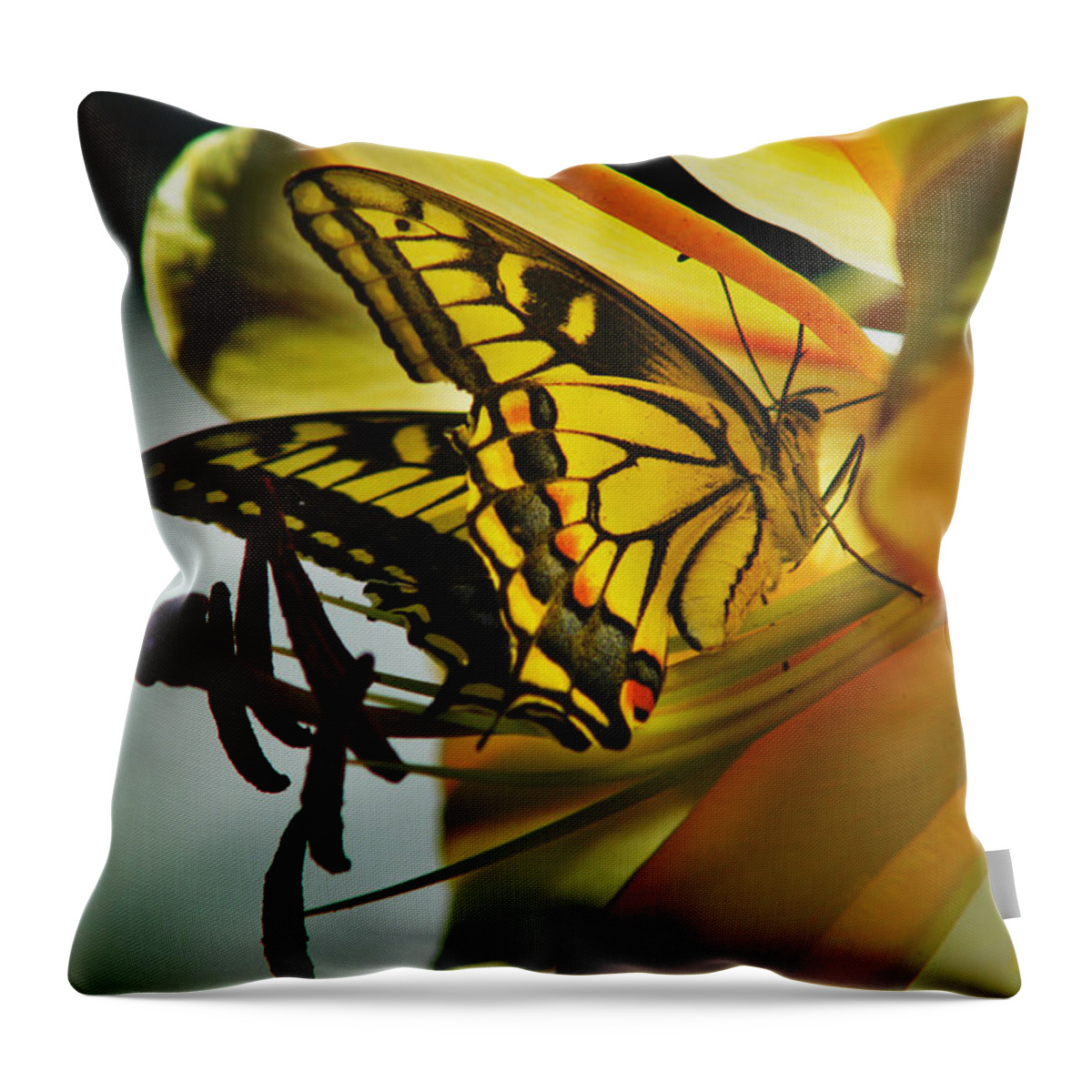 Butterfly Throw Pillow featuring the photograph Butterfly by Loni Collins