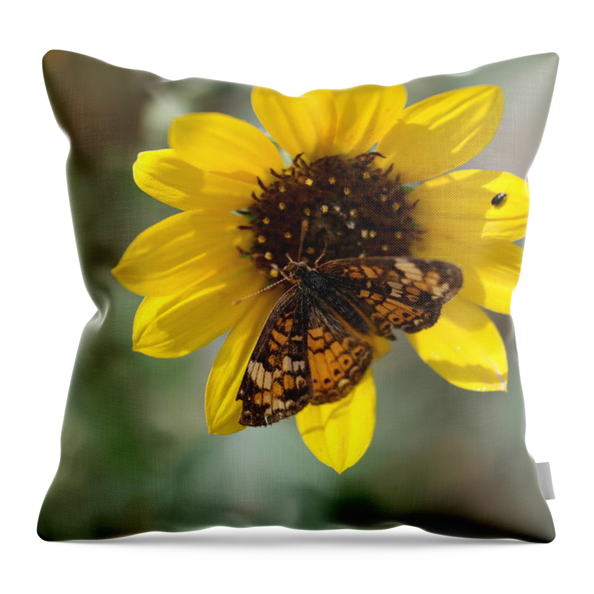 Insects Throw Pillow featuring the photograph Butterfly on a flower by Jeff Swan