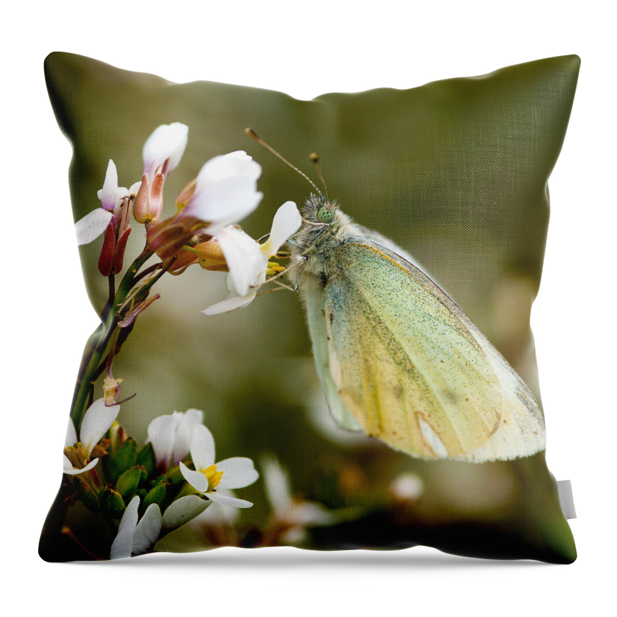 Butterfly Throw Pillow featuring the photograph Green Butterfly resting on flower by Michalakis Ppalis
