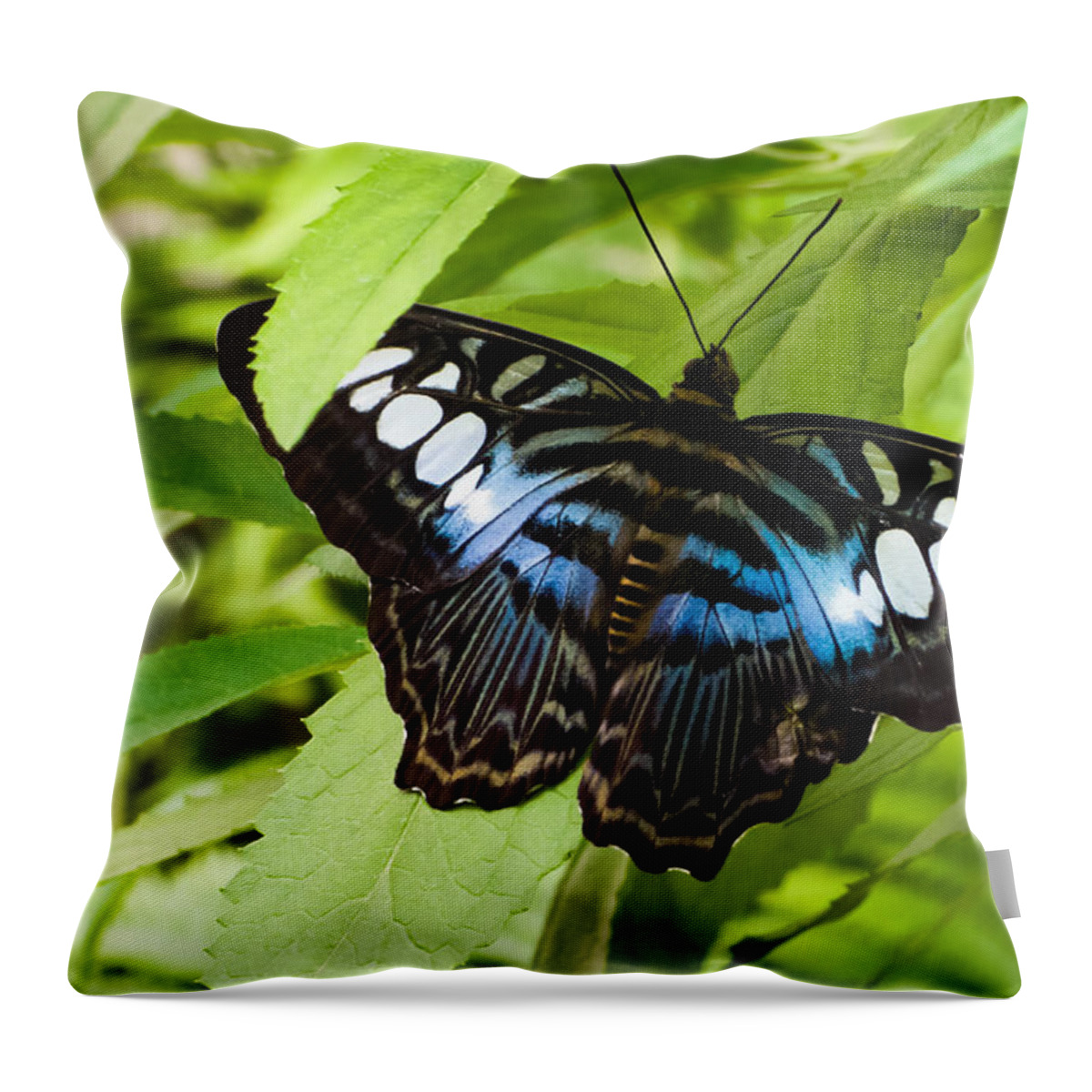 Blue Throw Pillow featuring the photograph Butterfly on Leaf  by Lars Lentz